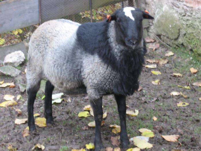 сколько стоит овца романовской породы 