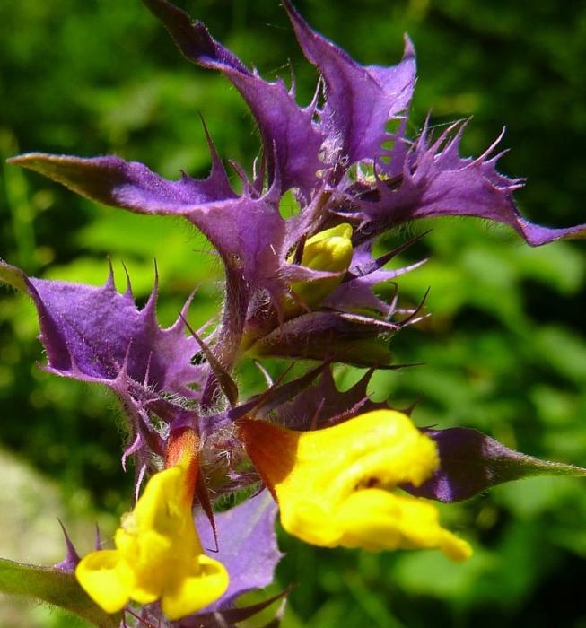 Растение иван-да-марья: виды и описание