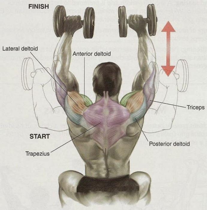 тренировка плеч на массу 