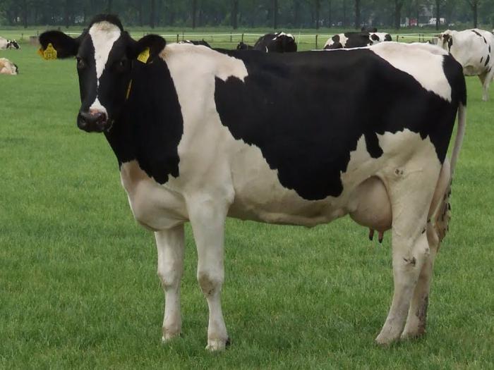 черно пестрая голштинская порода коров