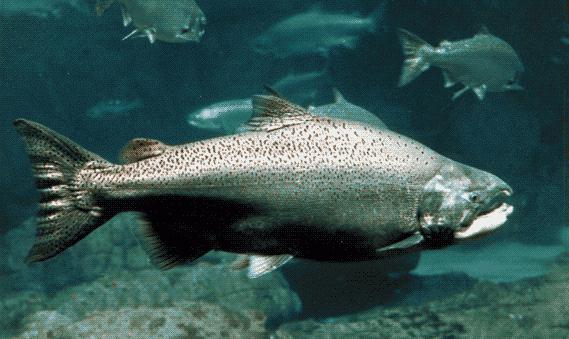 пресноводная рыба семейства лососевых