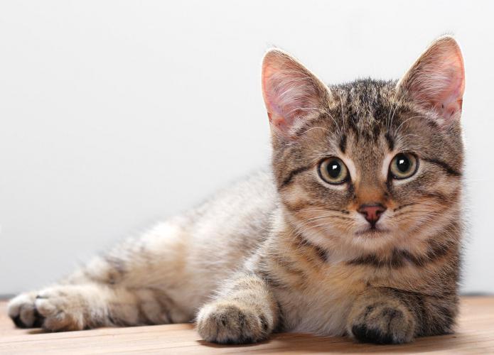 витамины бреверс для кошек