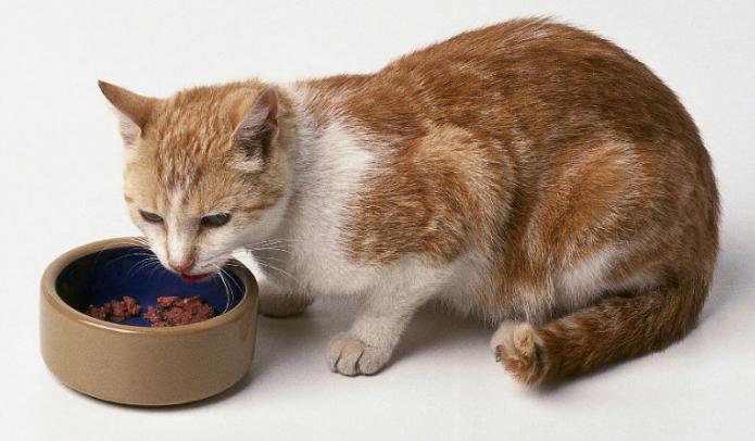 какие витамины давать кошке