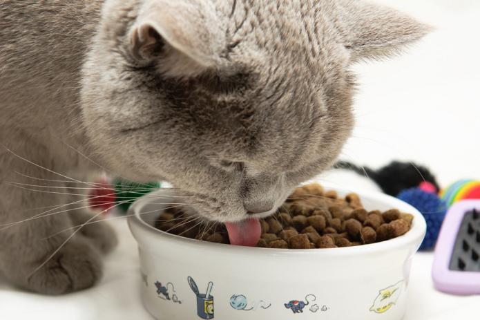 витамины для кошек от выпадения шерсти