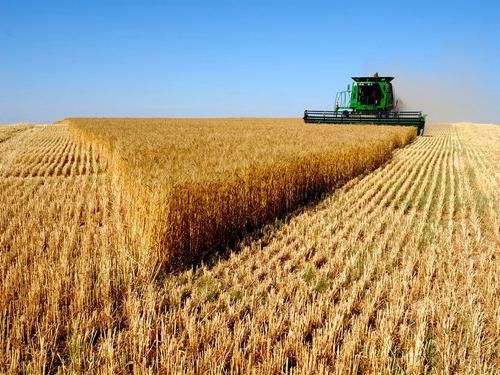 производство зерновых культур 