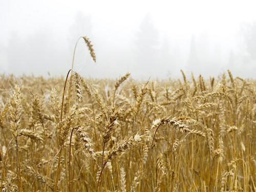 выращивание зерновых культур 
