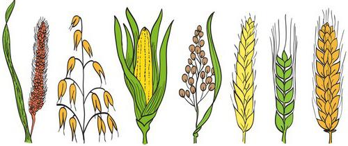 основные зерновые культуры 