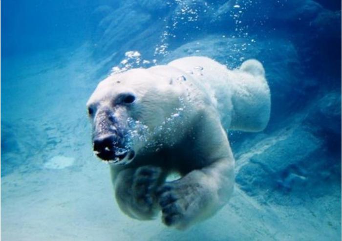 белые медведи хорошо плавают