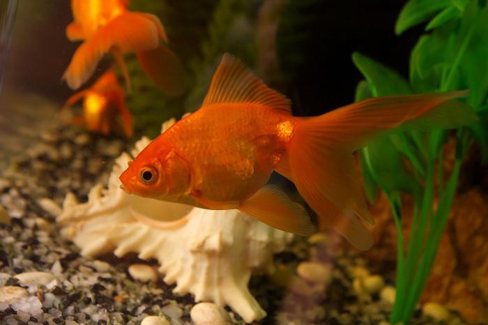 аквариумная золотая рыбка содержание 