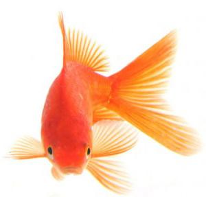 золотая рыбка аквариумная цена 