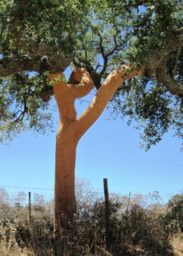 амурское пробковое дерево