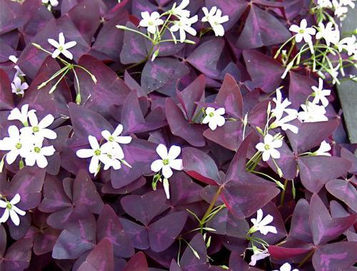 цветок с фиолетовыми листьями