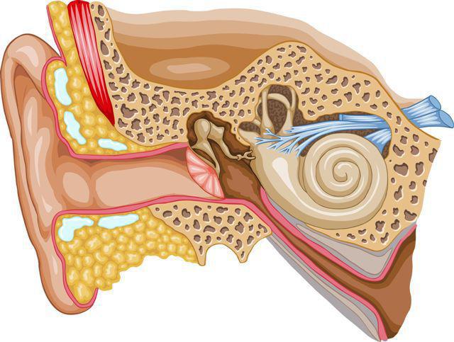 Как вылечить неврит слухового нерва в домашних условиях thumbnail