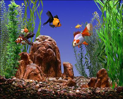 золотая рыбка в маленьком аквариуме