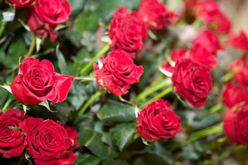 голландские розы фото