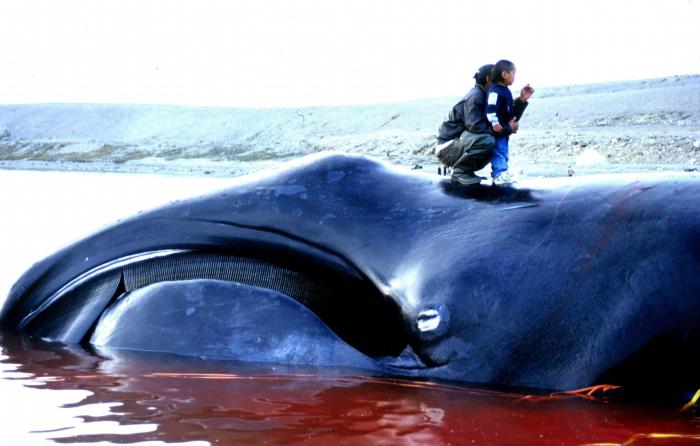 гренландский кит красная книга 
