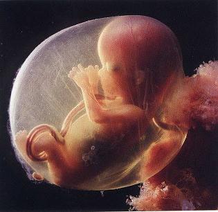 развитие эмбриона 9 недель 