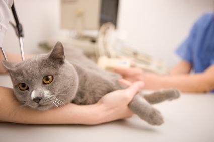 пиометра у кошек симптомы и лечение 