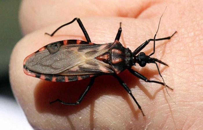 самые большие и опасные насекомые в мире 