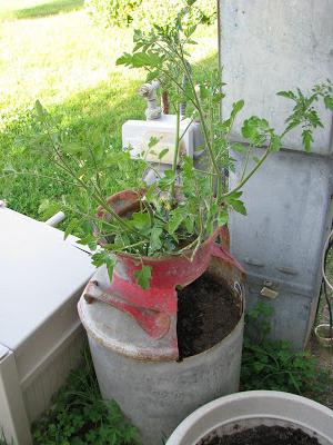 томатное дерево выращивание в открытом грунте 