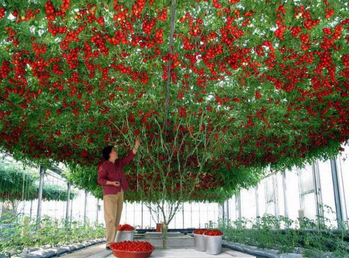 выращивание томатного дерева