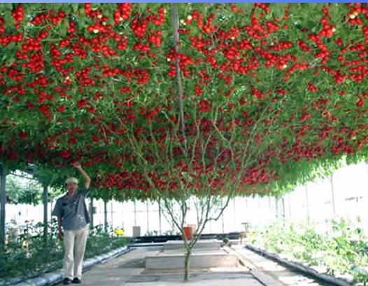 томатное дерево фото 