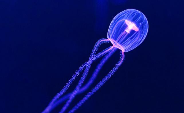 Медуза turritopsis nutricula фото 