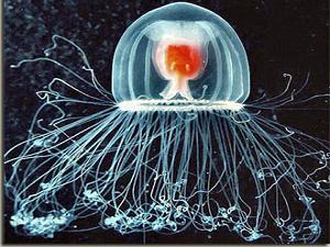 Медуза turritopsis nutricula