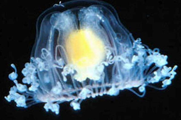 Бессмертная медуза turritopsis nutricula почему бессмертный