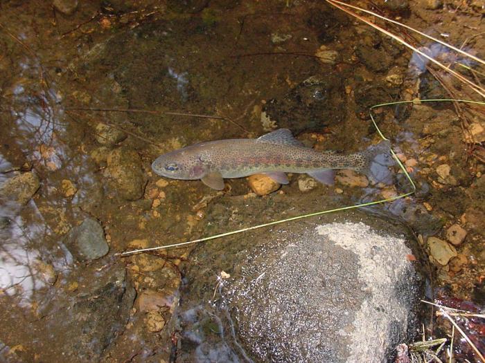 Таймень (рыба): где водится, как готовить, полезные свойства