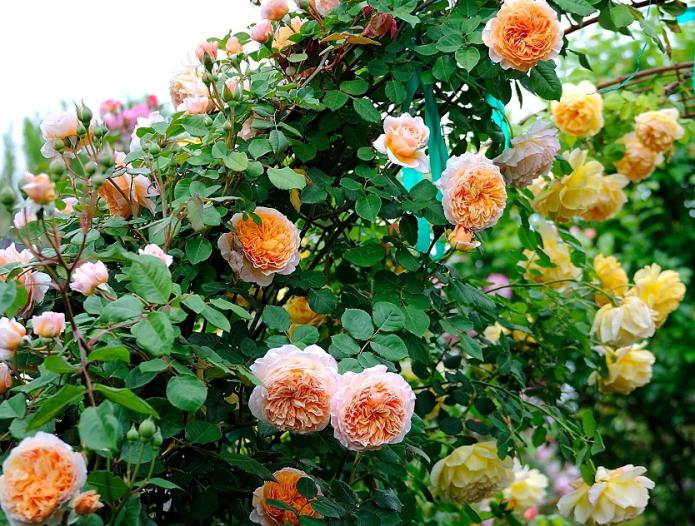 пионовидные розы фото