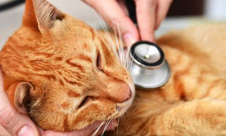 Анандин для кошек: инструкция по применению капель, мази и раствора для инъекций, отзывы