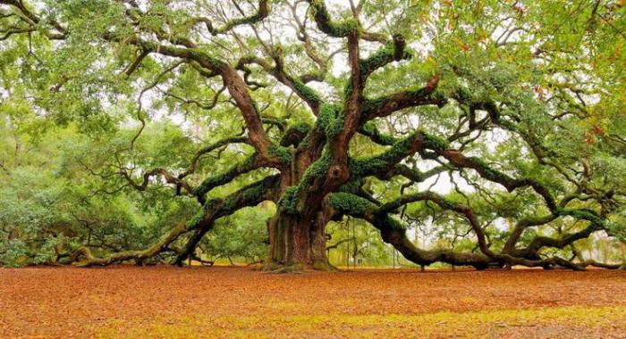 самое старое дерево в мире фото