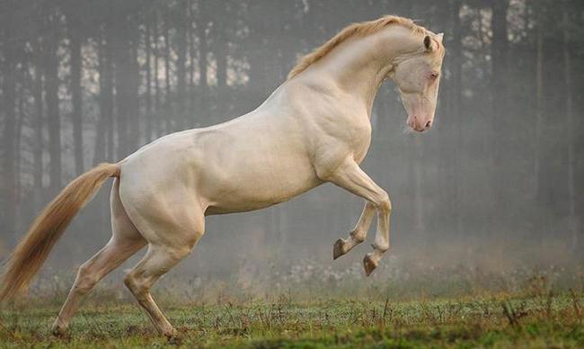 Ахалтекинская порода лошадей: экстреьер, масти, содержание и уход