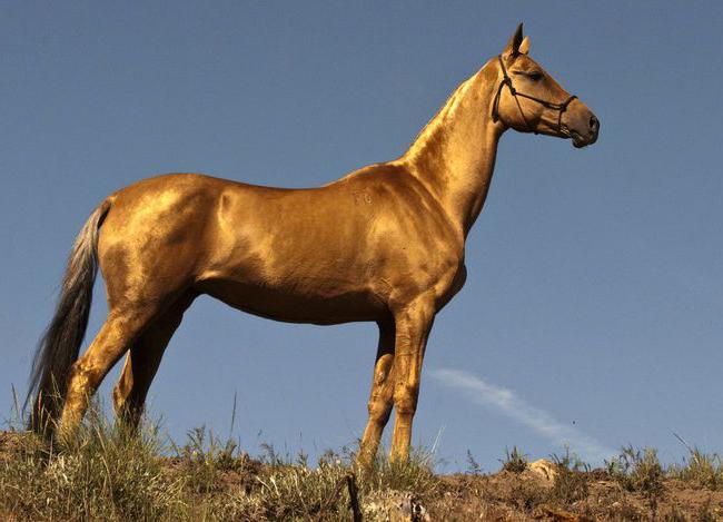 Ахалтекинская лошадь 