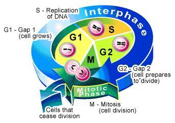 жизненный цикл клетки митоз