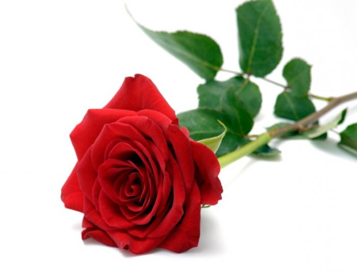 К чему снятся красные розы по сонникам и основным значениям