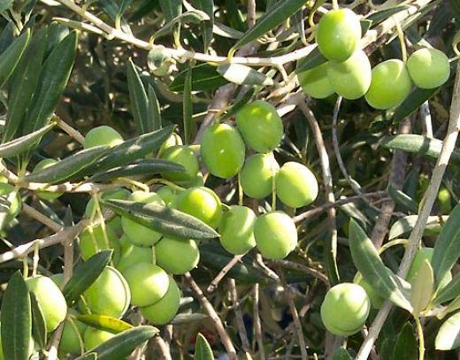 оливковое дерево домашнее