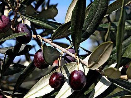 оливковое дерево уход