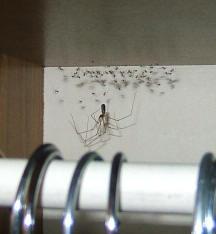 виды пауков фото
