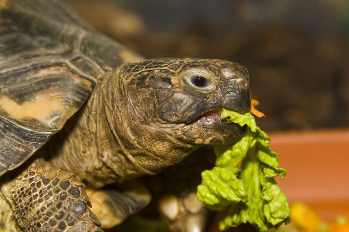 что едят сухопутные черепахи в домашних условиях 
