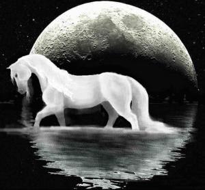 сонник белая лошадь во сне 