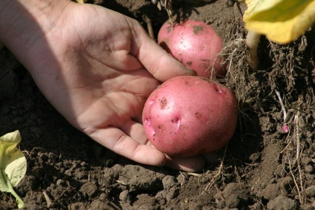 окучивание картофеля 