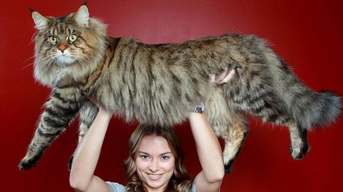 самая большая домашняя кошка в мире