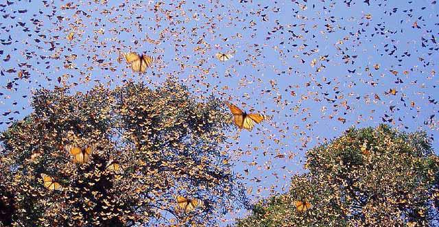 миграция бабочек монархов