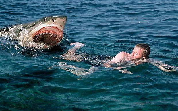 Нападение акул
