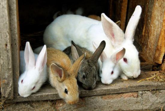 размножение кроликов 