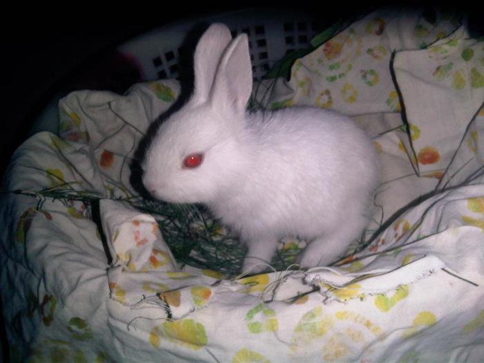 кролики размножение и уход 