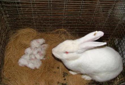 размножение домашних кроликов 
