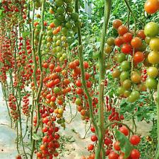 томат помидорное дерево 